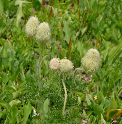 Pasque Flowers