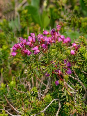 Unknown Ericaceae