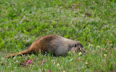 Hoary Marmot
