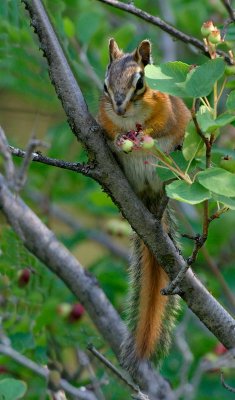 Red-tailed chipmunk