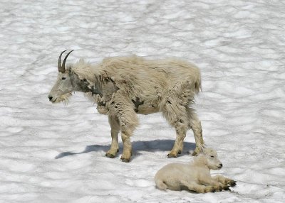 Mountain Goat, female and kid