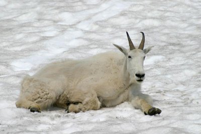 Mountain Goat, male