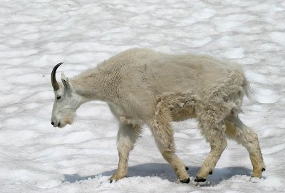 Mountain Goat, male