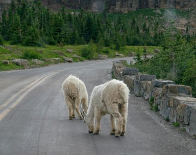 Mountain Goats, licking for salt