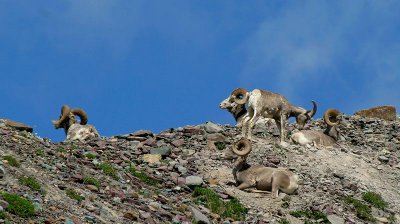 Bighorn Sheep