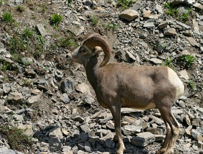 Bighorn Sheep, young ram