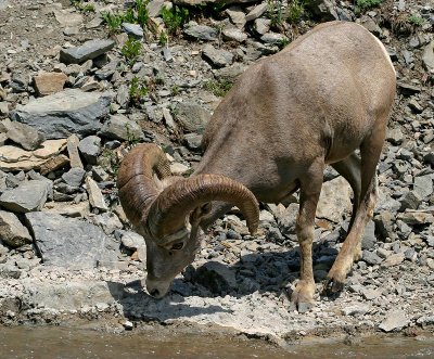 Bighorn Sheep, young ram