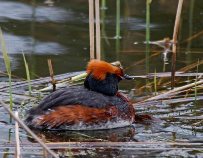 Horned Grebe, breeding
