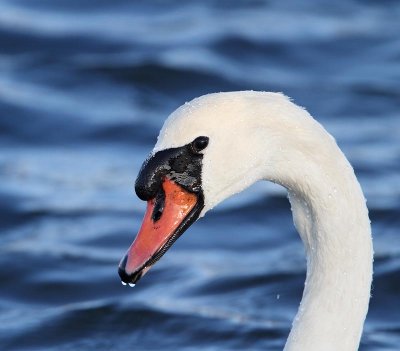 Mute Swan, (Knölsvan)