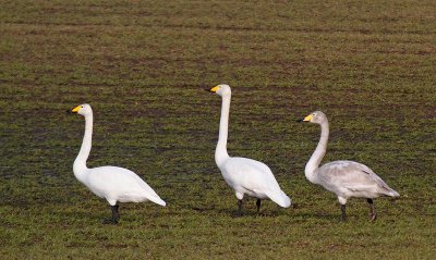 Whooper Swans, adults and juv.