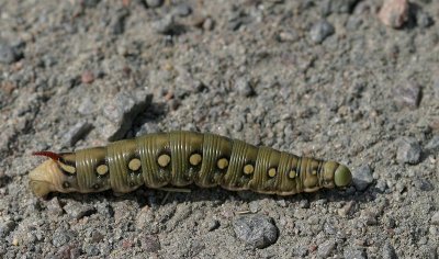 Brunsprötad skymningssvärmare, (Hyles gallii)
