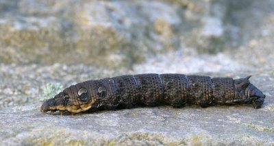 Större Snabelsvärmare, (Deilephila elpenor)