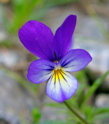 Styvmorsviol, (Viola tricolor)