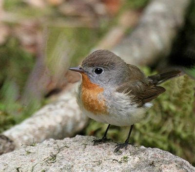 Red-breasted Flycatcher, (Mindre Flugsnappare)