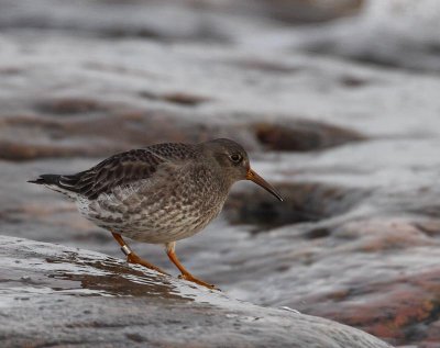Purple Sandpiper
