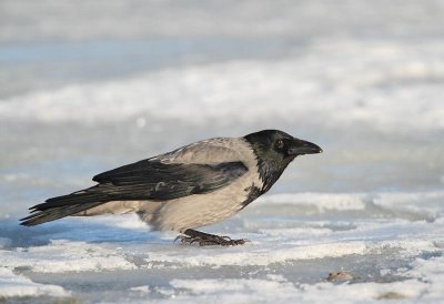 Hooded Crow