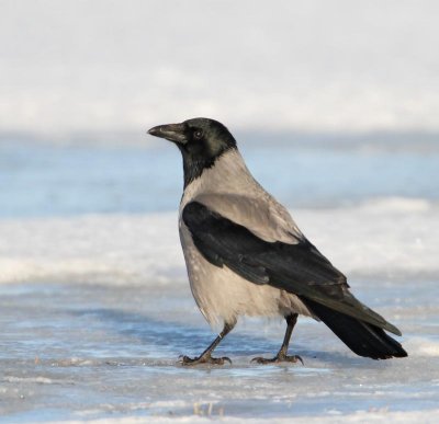 Hooded Crow, Kråka, (Corvus corone cornix)