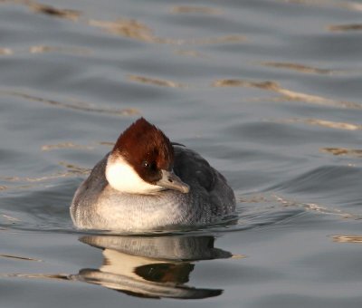 Smew, female