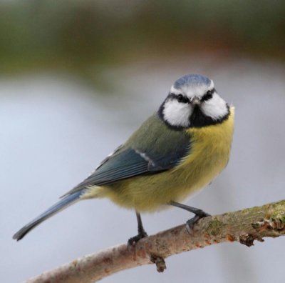 Blue Tit, (Blåmes)