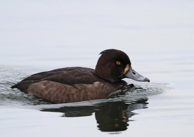 Tufted Duck, female
