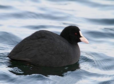 Eurasian Coot