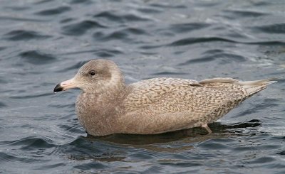 Glaucous Gull,  2nd cy, January