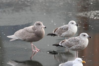 Glaucous Gull and Herring Gulls