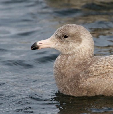 Glaucous Gull,  2nd cy, January