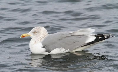 Herring Gull, ad., winter