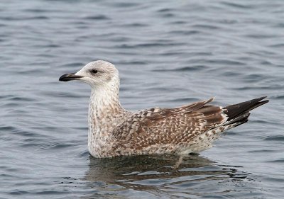 Herring Gull, 1st winter