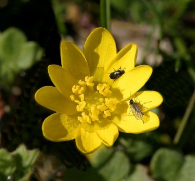 Svalrt, (Ranunculus ficaria)