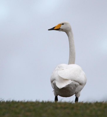 Wooper Swan, (Sångsvan)