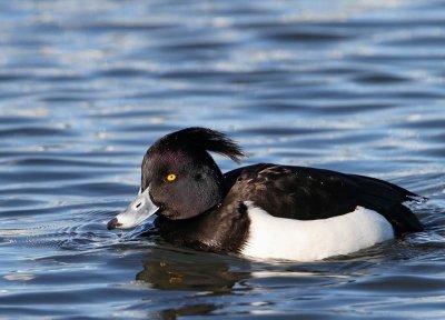 Tufted Duck, male