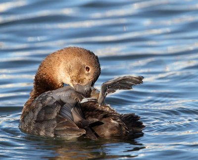 Common Pochard, female