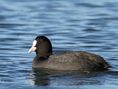 Eurasian Coot