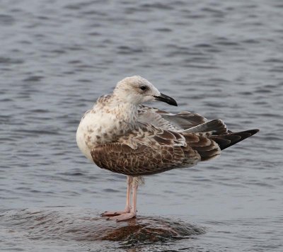 Caspian Gull,  1 cy, September