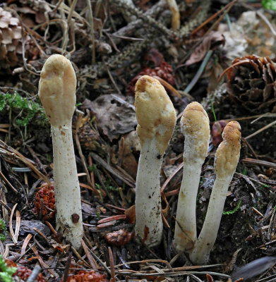 Klubbsvamp xx, (Clavariadelphus sp)