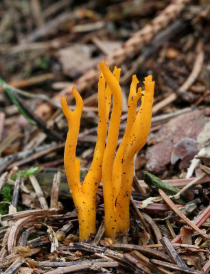 Gullhorn, (Calocera viscosa)