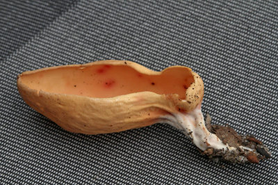 Stort haröra, (Otidea onotica)