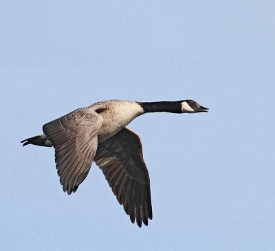 Canada Goose, (Kanadagås)