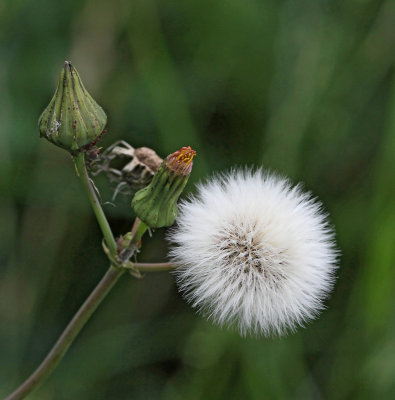 Åkermolke, (Sonchus arvensis)