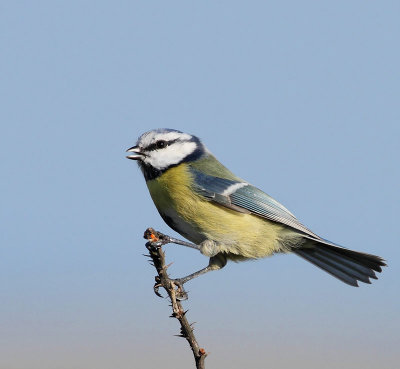 Blue Tit, resting in the wind
