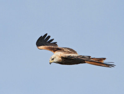 Red Kite, juv.