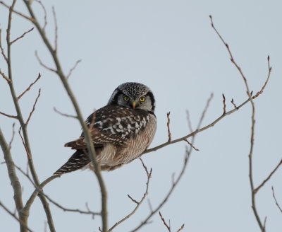 Chouettes, Hibou, Harfang