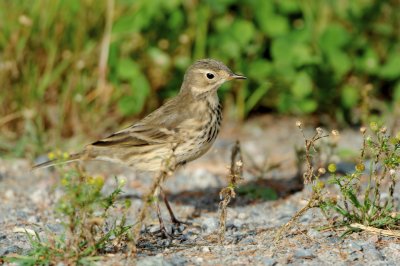Alouettes, Pipits