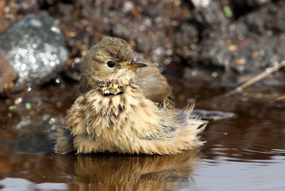 Pipit d'Amrique