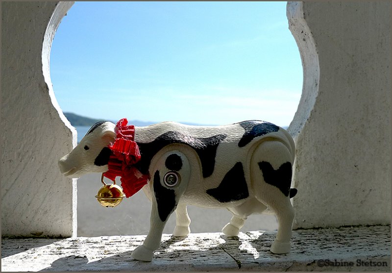 mini-moo.jpg