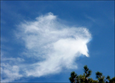 big bird landing.jpg