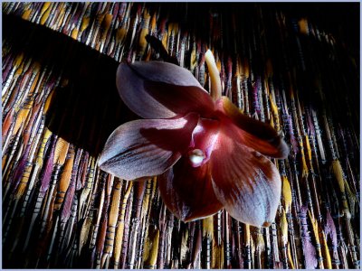 fading orchid.jpg