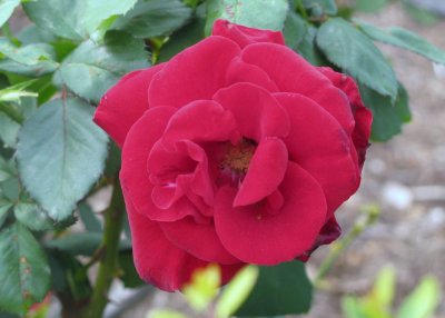 IMG_3837.JPG